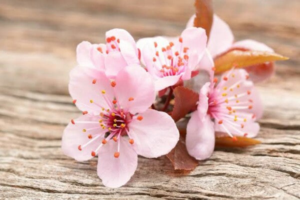 Simbolisme Bunga Sakura