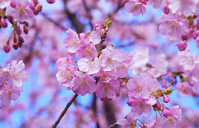 Simbolisme dan Makna Bunga Sakura