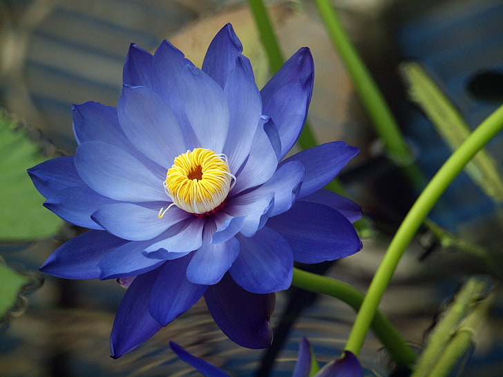 Mengenal Bunga Lili Biru