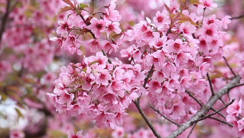Mengenal Bunga Sakura